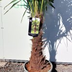 Palma konopná (Trachycarpus fortunei) - celková výška 160-180 cm, výška kmeňa 40-50 cm, kont. C20L (-17°C)